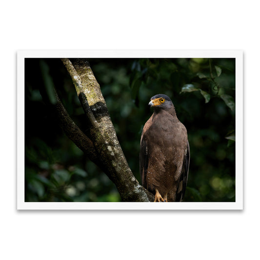 Stiller Jäger - Adleraugen