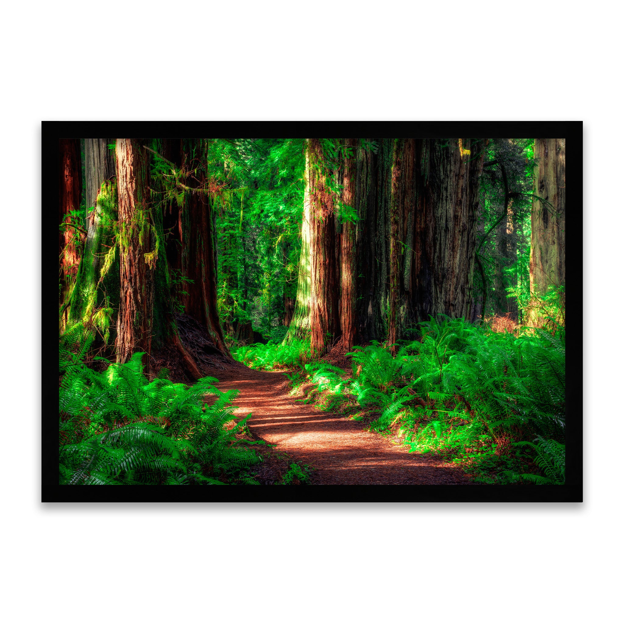 Riesenwald-Pfad – Verloren aber Glücklich