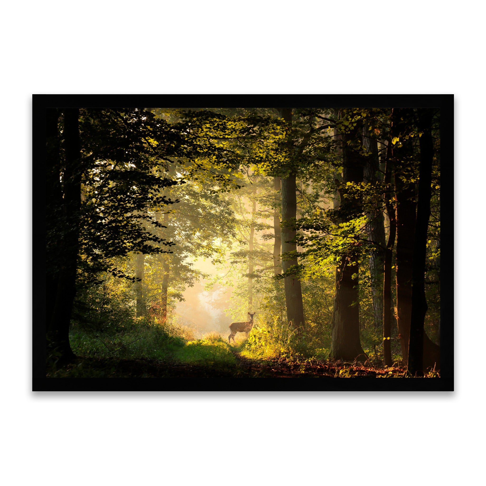 Licht und Leben - Magischer Wald