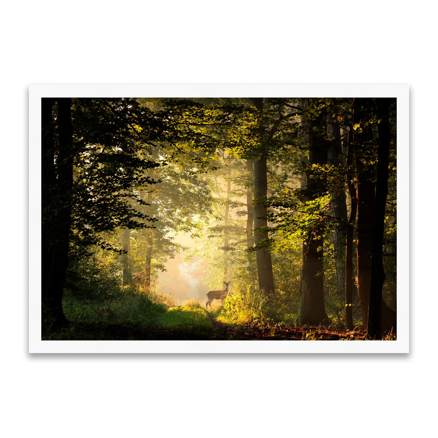 Licht und Leben - Magischer Wald