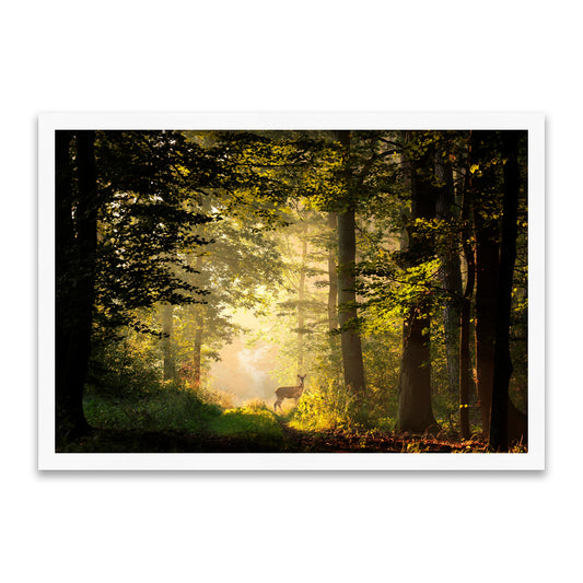 Licht und Leben - Magischer Wald
