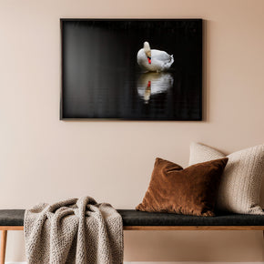 Spiegelbild der Seele - Eleganter Schwan Poster, im Querformat, gerahmt an einer Wand
