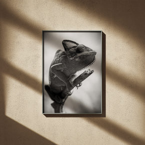 Haut aus Stein - Schwarz-Weiss Chamäleon Poster, gerahmt an einer sonnigen Wand mit weichen Schatten